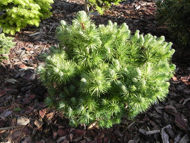 Larix marschlinsii (x) (L. kaempferi x L. decidua) 'Little Mushroom'